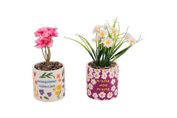 MORE AMOR PIANTINA 2 ASS - 5922906